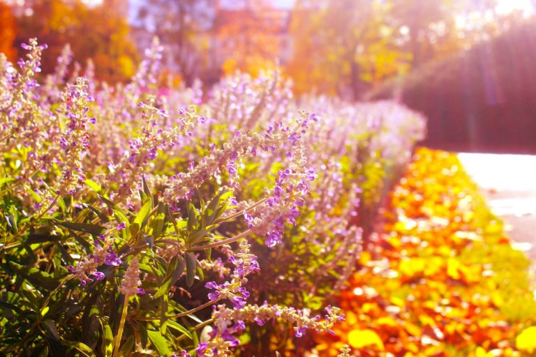 garden.png